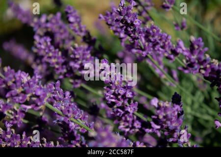 La lavande embellit chaque jardin et balcon avec un parfum intense et des fleurs vives. Banque D'Images