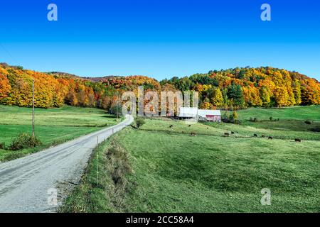 Automne idyllique ferme, lecture, Vermont, USA. Banque D'Images