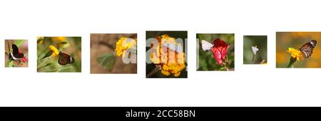 Différents types de papillons et de papillons de nuit assis sur des fleurs de marigold (Swallowqueues de couleur noire à corps rouge, Monarch Butterfly, petit papillon blanc Banque D'Images