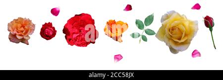 Pétales épars de rose rouge et de feuille de rose verte isolat avec différents types de roses fleurs isolées fond blanc ( jaune, orange, rose , Banque D'Images