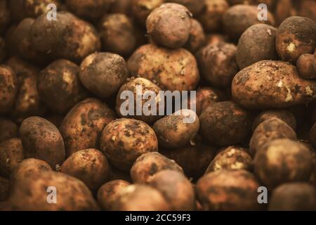 Beaucoup de tubercules de grandes pommes de terre mûres, sales dans le sol, sont dans l'épicerie. Une bonne récolte de légumes. Banque D'Images