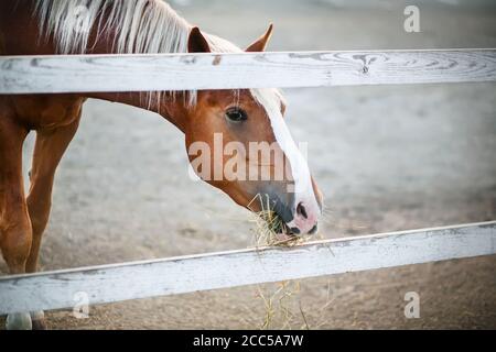 Un beau cheval avec une manie légère et un point blanc sur son museau se dresse derrière une clôture en bois blanc dans un enclos et mange du foin sec. Le soin et l'alimentation Banque D'Images