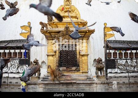 Les singes et les pigeons sont parfois plus nombreux que les pèlerins à la stupa de Swayambhunath à Katmandou, au Népal. Banque D'Images