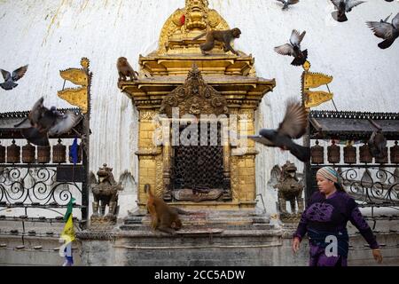 Les singes et les pigeons sont parfois plus nombreux que les pèlerins à la stupa de Swayambhunath à Katmandou, au Népal. Banque D'Images