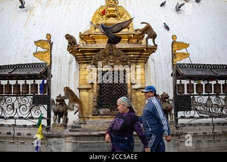 Les singes et les pigeons sont parfois plus nombreux que les pèlerins à la stupa de Swayambhunath à Katmandou, au Népal. Banque D'Images
