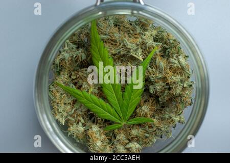 Gros plan de feuille de cannabis sur les bourgeons de marijuana médicale. Concept de mauvaises herbes Banque D'Images