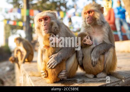 Des singes de la macaque d'Assam entourent une statue du Bouddha au temple de Swayambhunath à Katmandou, au Népal. Banque D'Images