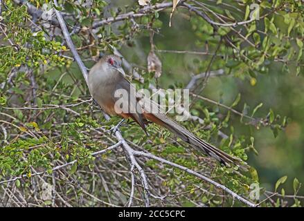 Grand Lizard Cuckoo (Saurothera merlini merlini) adulte perché sur la branche, endémique cubaine la Belen, Cuba Mars Banque D'Images