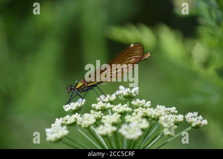 Femelle Demoiselle Agrion en profil