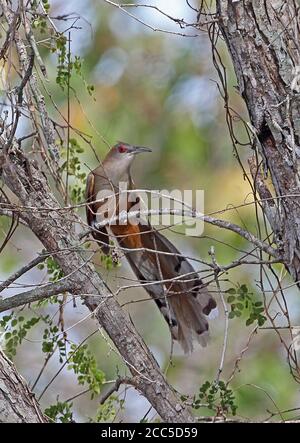 Grand Lizard Cuckoo (Saurothera merlini merlini) adulte perchée sur la branche la Belen, Cuba Mars Banque D'Images