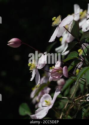 Fleurs de Clematis vues à côté dans la lumière du soleil contre une obscurité arrière-plan Banque D'Images