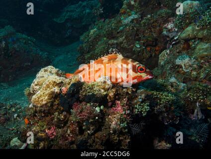 Tétras à pointe noire, Epinephelus fasciatus, perchée sur le récif corallien, Tulamben, Bali Banque D'Images