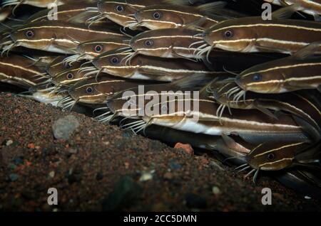 École de poisson de corail marin, Plotosus lineatus. Également connu sous le nom de Catfish rayé et Eel Catfish rayé, sur le sable volcanique, Tulamben, Bali Banque D'Images