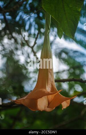 Belle brugmansia ou image de gros plan de fleur de trompette d'ange Banque D'Images