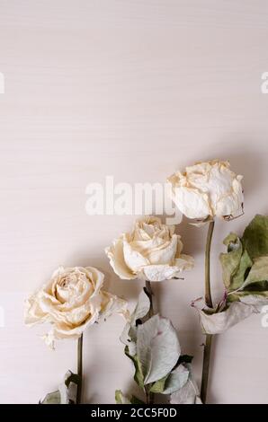 Rosa chinensis, roses blanches séchées sur fond de bois clair, à l'intérieur, disposition de mise en place plate, vue de directement au-dessus Banque D'Images