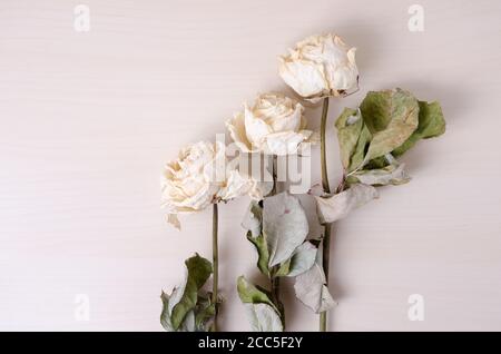 Rosa chinensis, roses blanches séchées sur fond de bois clair, à l'intérieur, disposition de mise en place plate, vue de directement au-dessus Banque D'Images