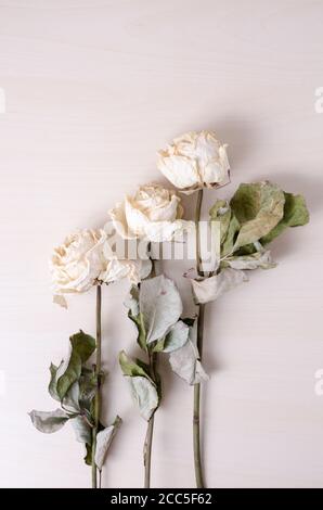 Rosa chinensis, roses blanches séchées sur fond de bois clair, à l'intérieur, disposition de mise en place plate, vue de directement au-dessus Banque D'Images