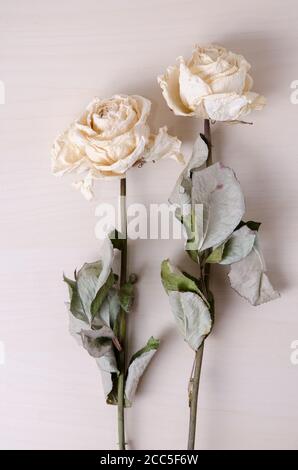 Rosa chinensis, roses blanches séchées sur fond de bois clair, à l'intérieur, disposition de mise en place plate, vue de directement au-dessus Banque D'Images