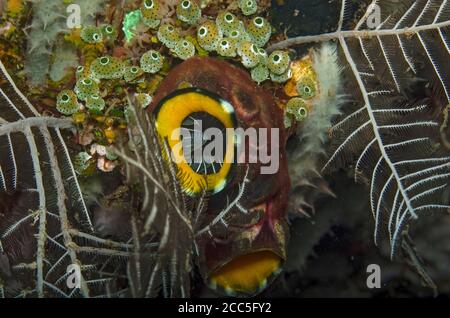 Encre tache mer Squirt, polycarpa aurata, avec cluster de Squirt de la mer verte, Didemnum molle, sur le récif de corail, Tulamben, Bali Banque D'Images