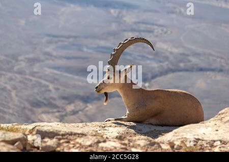 Ibex nubien unique, situé sur un rocher sur le fond des montagnes du cratère Ramon. Israël Banque D'Images