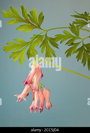 Cœur sauvage saignant (Dicentra eximia), une fleur sauvage épris de l'ombre originaire de l'est de l'Amérique du Nord. Banque D'Images