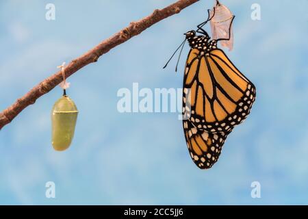 Monarch Butterfly, Danaus plexippuson, à côté de vert Chrysalis sèche ailes fond bleu Banque D'Images