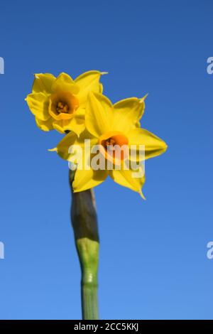 Jaune sur les jonquilles jaunes Banque D'Images