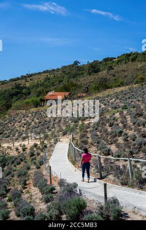 Une femme marchant sur le chemin pavé blanc qui va autour des champs de fleurs de lavande (lavandula dentata) à l'intérieur de la ferme 'O Lavandario'. Banque D'Images