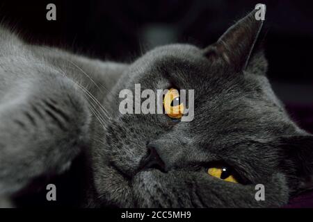 Un homme de 12 ans, un chat bleu britannique, prend une sieste sur son lit après un week-end de vacances chargé Banque D'Images