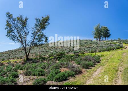 Champs agricoles sur la partie inférieure des terres de la ferme 'O Lavandario', un célèbre ranch local connu par ses champs de lavande (Lavandula dentata). Banque D'Images