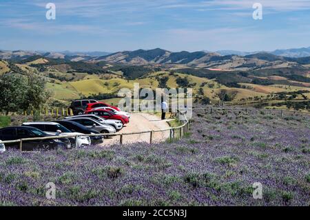 Vue depuis le porche de la boutique de cadeaux de la ferme 'O Lavandario' du parc de stationnement, des champs de lavande et du magnifique paysage montagneux de Cunha. Banque D'Images