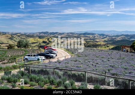 Grande vue depuis le porche de la boutique de cadeaux de la ferme 'O Lavandario' du parc de stationnement, la plantation de champs de lavande et le magnifique paysage montagneux de Cunha. Banque D'Images