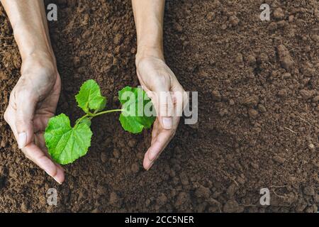 Protéger à la main une jeune plante verte avec la croissance dans le sol sur fond flou. Banque D'Images