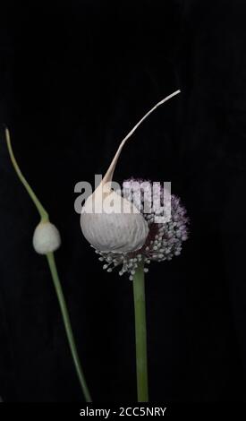 Fleurs de poireaux émergent Banque D'Images