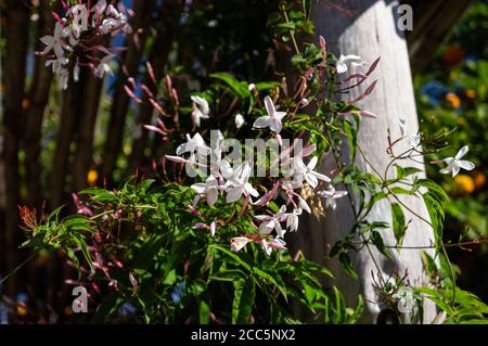 Gros plan du jasmin rose (Jasminum polyanthum - un grimpeur à verger originaire de Chine et de Birmanie) cultivé dans un jardin extérieur. Banque D'Images