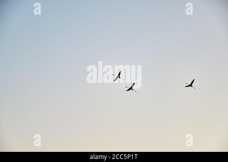 Étangs de Molentargius dans la Sardaigne, chasse photo de flamants roses Banque D'Images