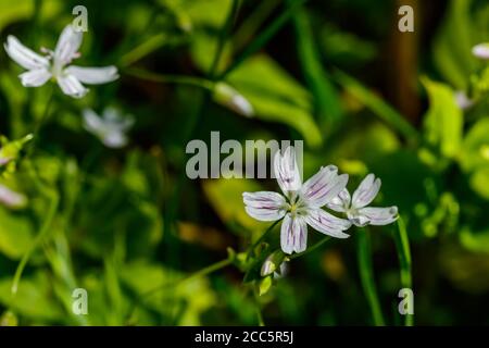 Fleurs sauvages blanches de Claytonia sibirica dans une forêt ombragée Banque D'Images