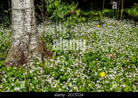 Fleurs sauvages blanches de Claytonia sibirica dans une forêt ombragée Banque D'Images