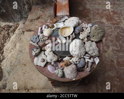 Assortiment de coquillages et de corail sur un mur de Temple de Sandy Beach à LAN Ha Bay, Vietnam Banque D'Images