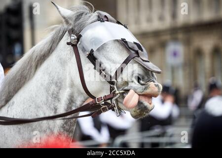 Cheval de police sur la place du Parlement à Londres Banque D'Images