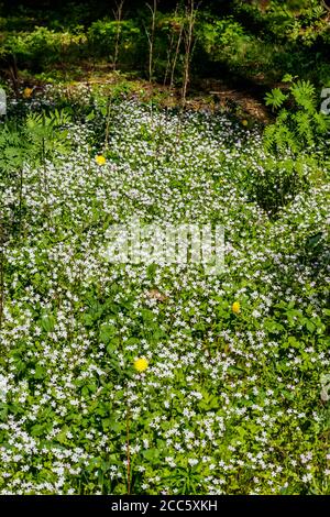 Fleurs sauvages blanches de Claytonia sibirica dans une forêt ombragée Banque D'Images