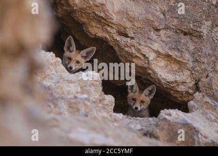 Renard rouge (Vulpes vulpes) chiots à l'antre Banque D'Images