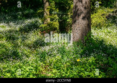 Fleurs sauvages blanches de Claytonia sibirica dans une forêt ombragée Banque D'Images