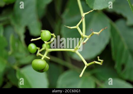 Cayratia mollissima, ou Vitis mollissima Wallich. La baie est de forme ovoïde, mesure jusqu'à 2.5 cm de diamètre, blanc à rose en couleur et Banque D'Images