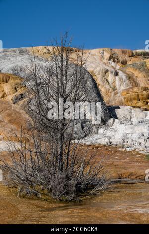 Un vieux arbre pétrifié a grandi dans les sources chaudes de Mammoth Sources chaudes dans le parc national de Yellowstone Banque D'Images