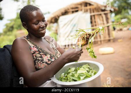 Une jeune femme adulte assise dans une chaise de bureau abandonnée enlève les verts de leurs tiges avant des cuisiner à l'extérieur de sa maison dans le camp de réfugiés de Palabek, dans le nord de l'Ouganda, en Afrique de l'est. Banque D'Images