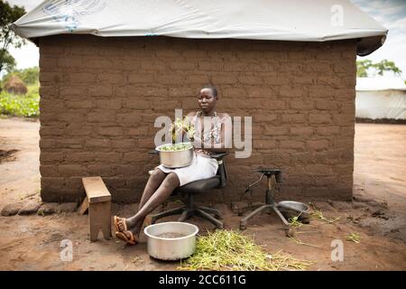 Une jeune femme adulte assise dans une chaise de bureau abandonnée enlève les verts de leurs tiges avant des cuisiner à l'extérieur de sa maison dans le camp de réfugiés de Palabek, dans le nord de l'Ouganda, en Afrique de l'est. Banque D'Images