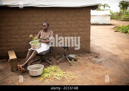 Une jeune femme adulte assise dans une chaise de bureau abandonnée enlève les verts de leurs tiges avant des cuisiner à l'extérieur de sa maison dans le camp de réfugiés de Palabek, dans le nord de l'Ouganda, en Afrique de l'est. Banque D'Images