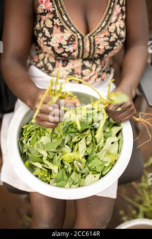 Une jeune femme adulte assise dans une chaise de bureau abandonnée enlève les verts de leurs tiges avant des cuisiner à l'extérieur de sa maison dans le camp de réfugiés de Palabek, dans le nord de l'Ouganda, en Afrique de l'est. Banque D'Images