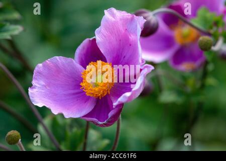 Fleur rose profonde d'Anemone Hupehensis Hadspen abondance ou japonaise Plante florale de Windflower d'anemone en floraison Banque D'Images